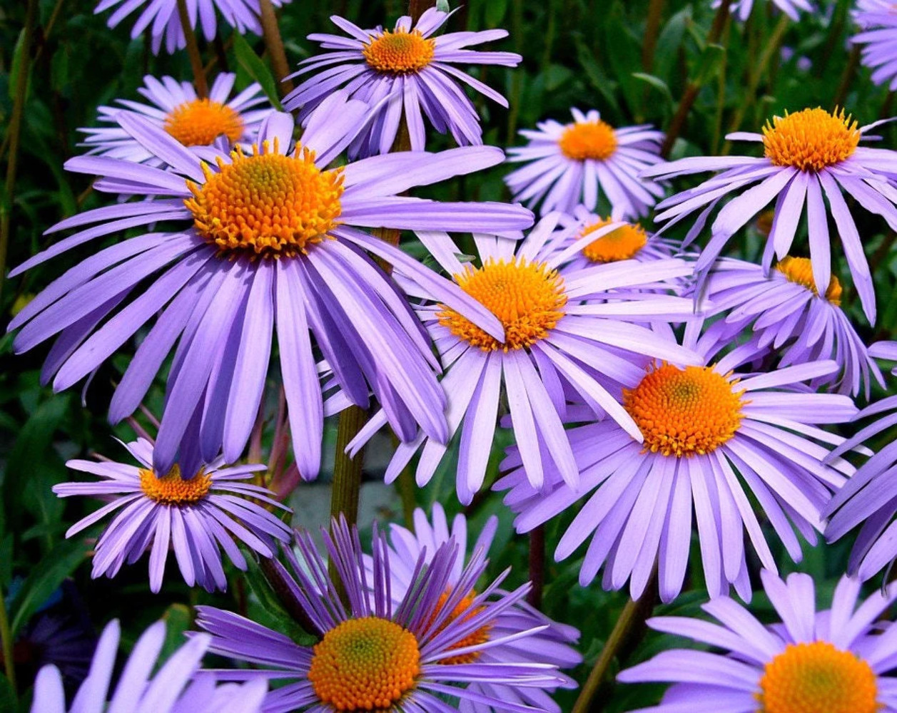 100 Purple NEW ENGLAND ASTER Novae var Angliae Michaelmas Daisy Flower Seeds