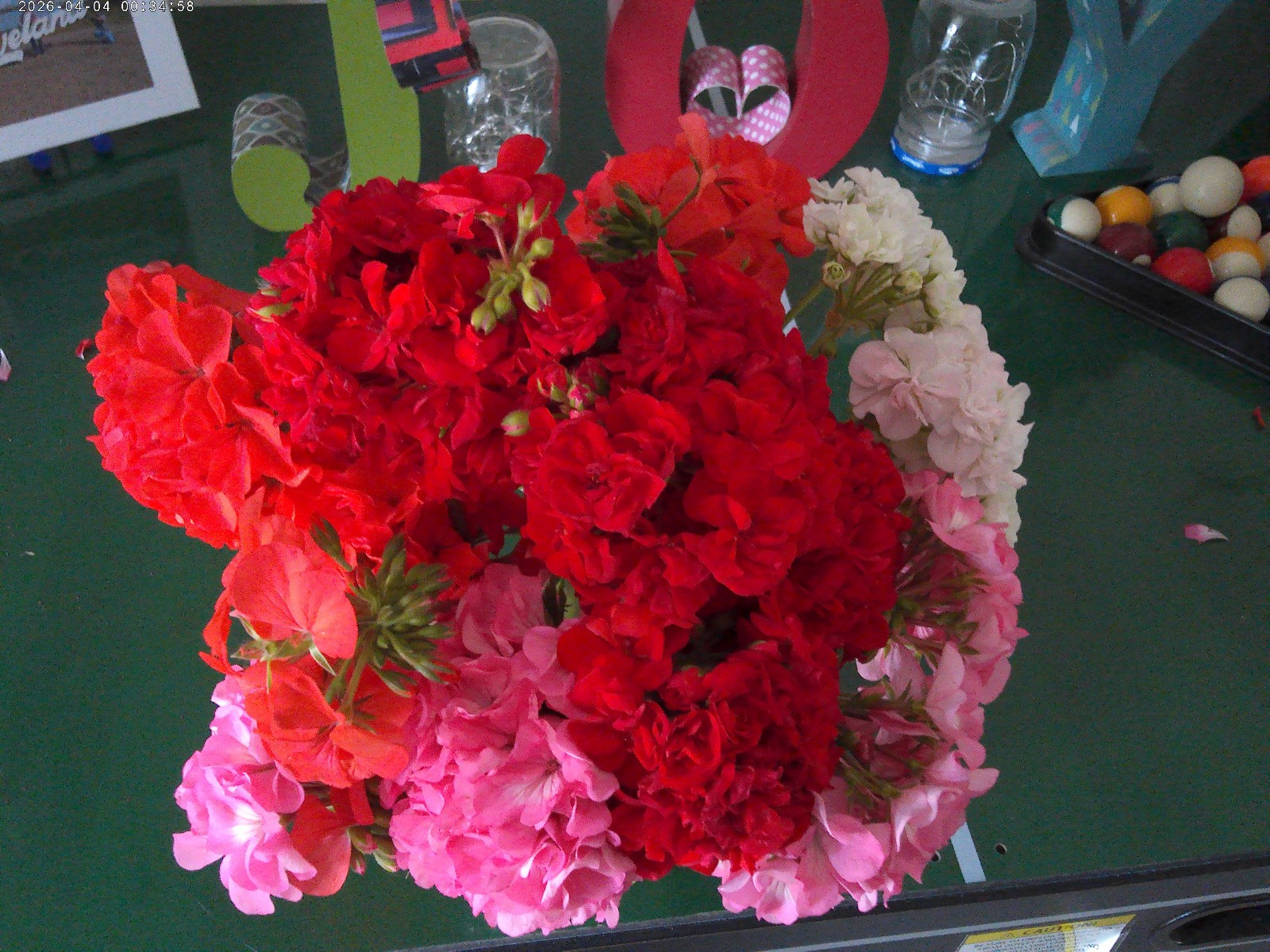GERANIUM LIVE Plants 5″ Cuttings 2 each cuttings white, red, orange pink 8 total