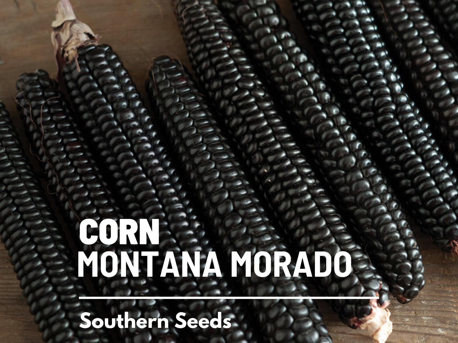 Corn, Morado Montana Maize – 25 Seeds – Heirloom Vegetable (Zea mays)