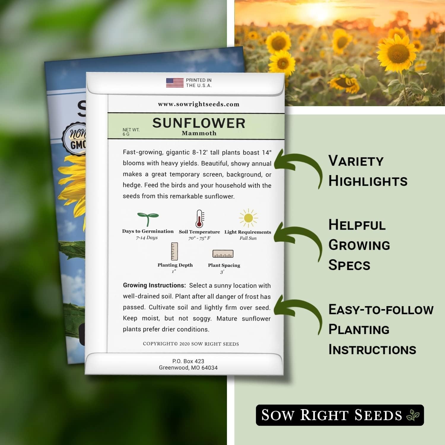 Mammoth Sunflower Seeds – High Germination Rate – Fragrant Outdoor Garden Blooms
