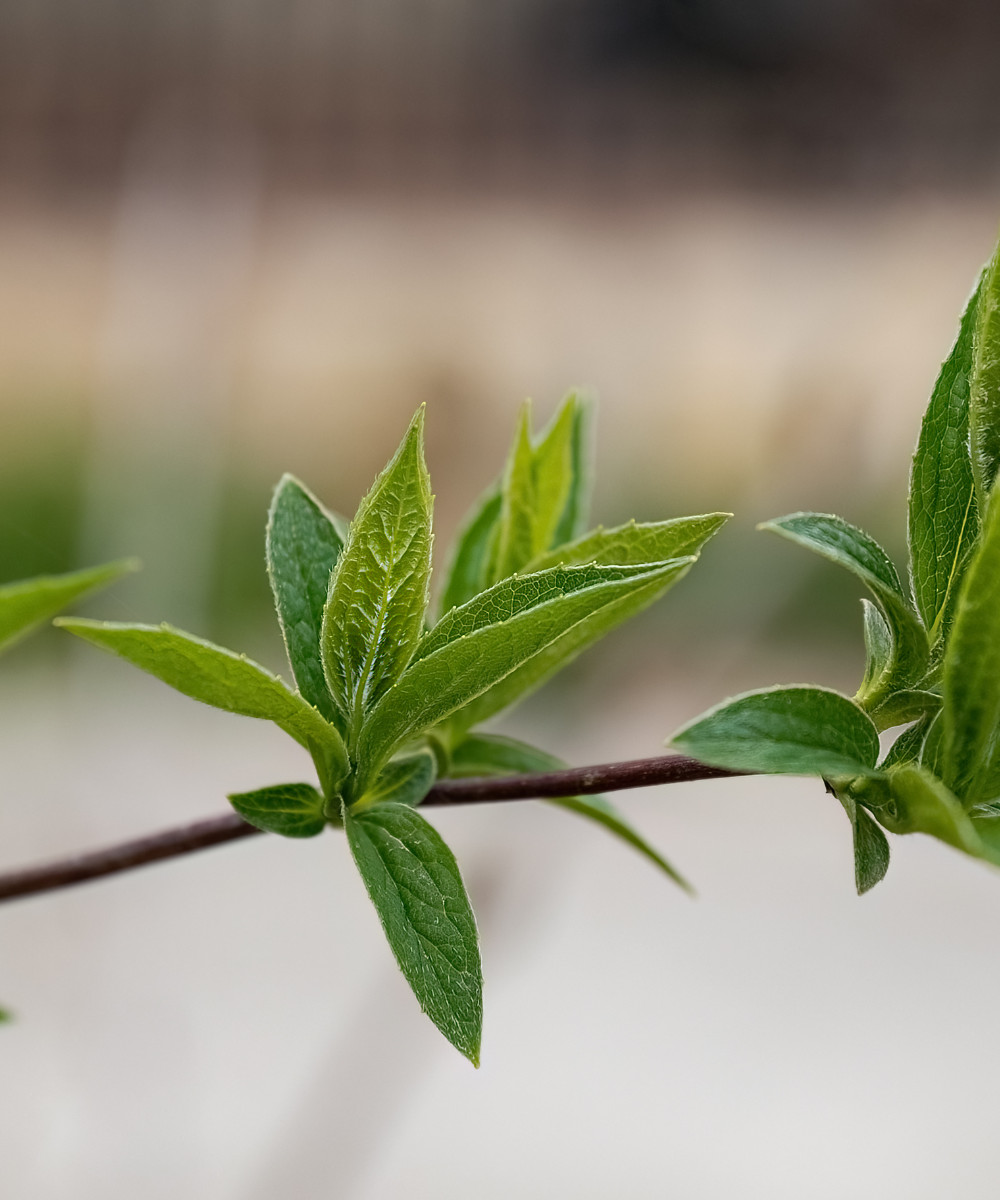 10 Sweet Mock Orange Fresh Unrooted Cuttings for Rooting