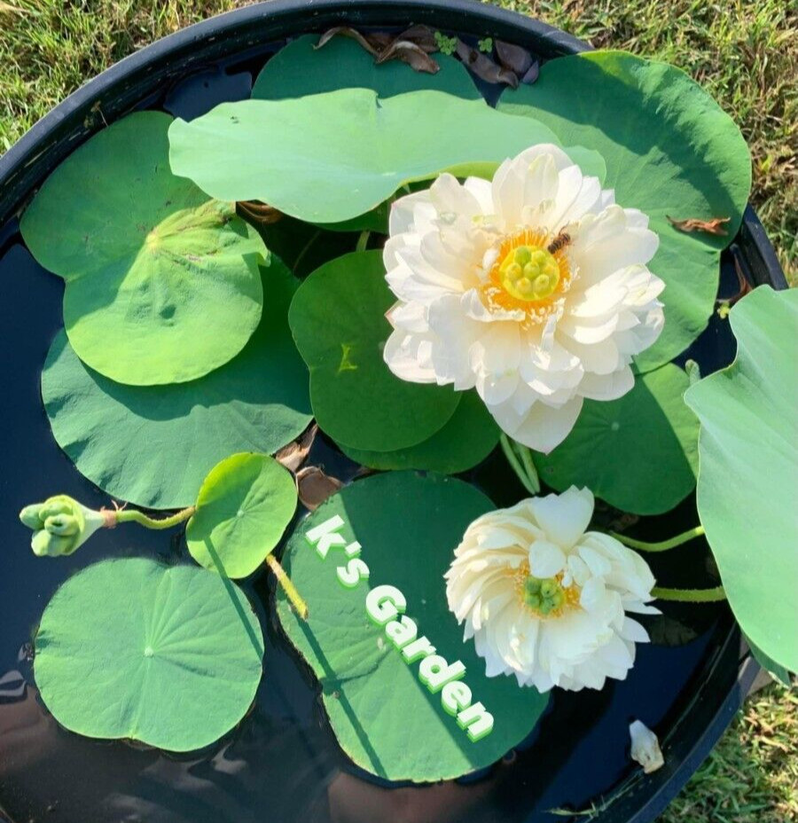WHITE ROYAL LOTUS SEEDS – SEN CUNG ĐÌNH (5 PCS) |90% GERMINATION|