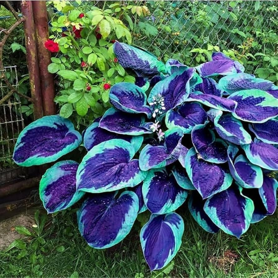 Mixed Hosta Seeds Collection(300+ Seeds)Variegated & Blue Foliage Shade Plants