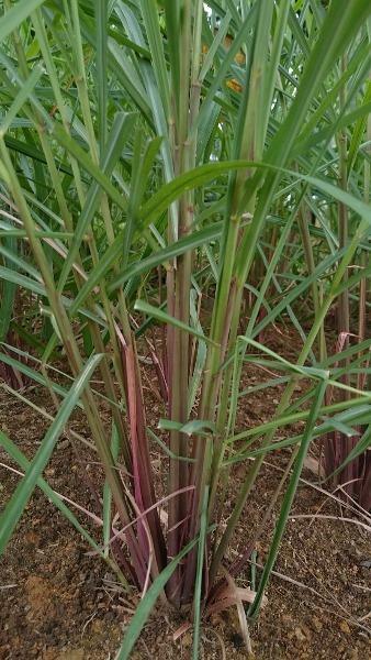 Cymbopogon citratus | West Indian Lemongrass | 100 Seeds