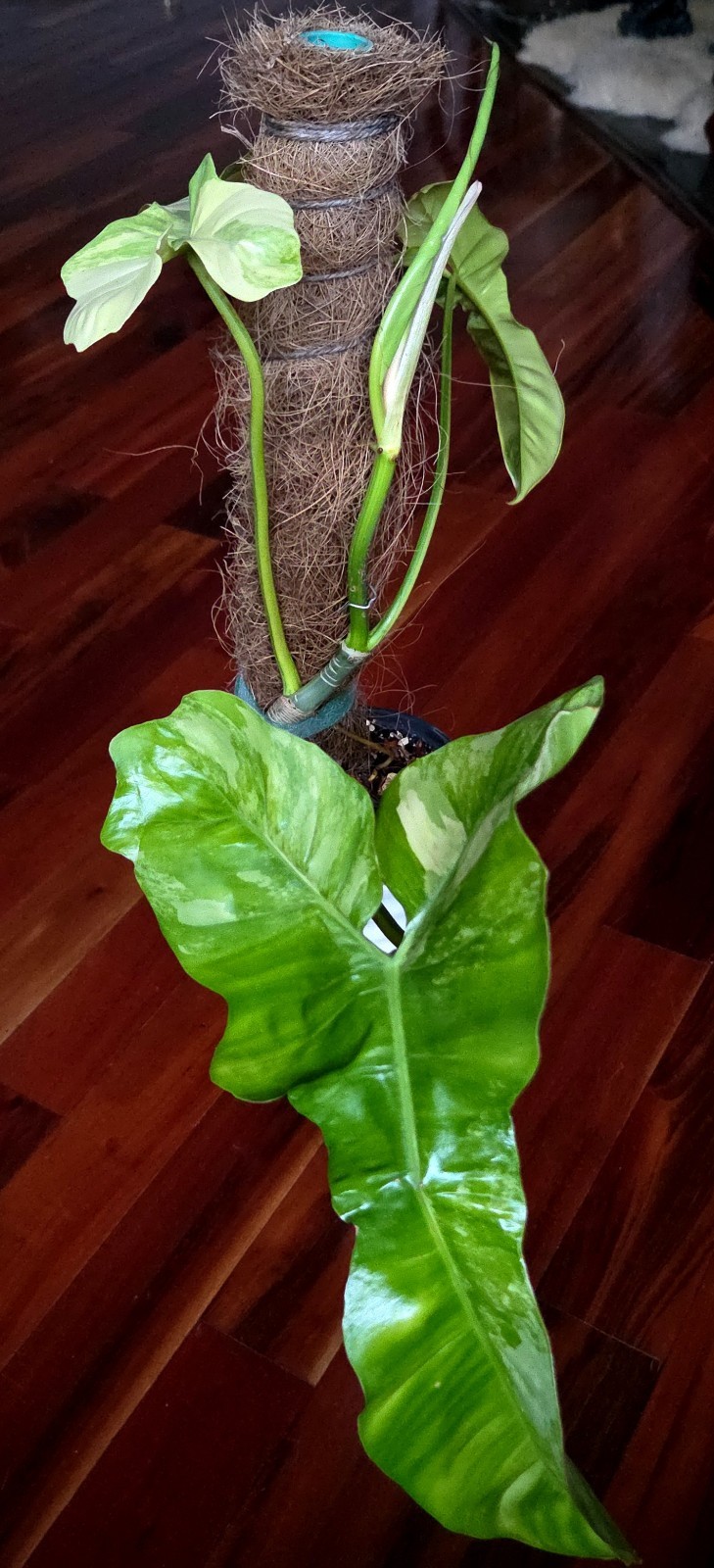 Rare XL Philodendron Florida Beauty X Paraiso Verde 28″ Wide 14″ Leaf Monstera