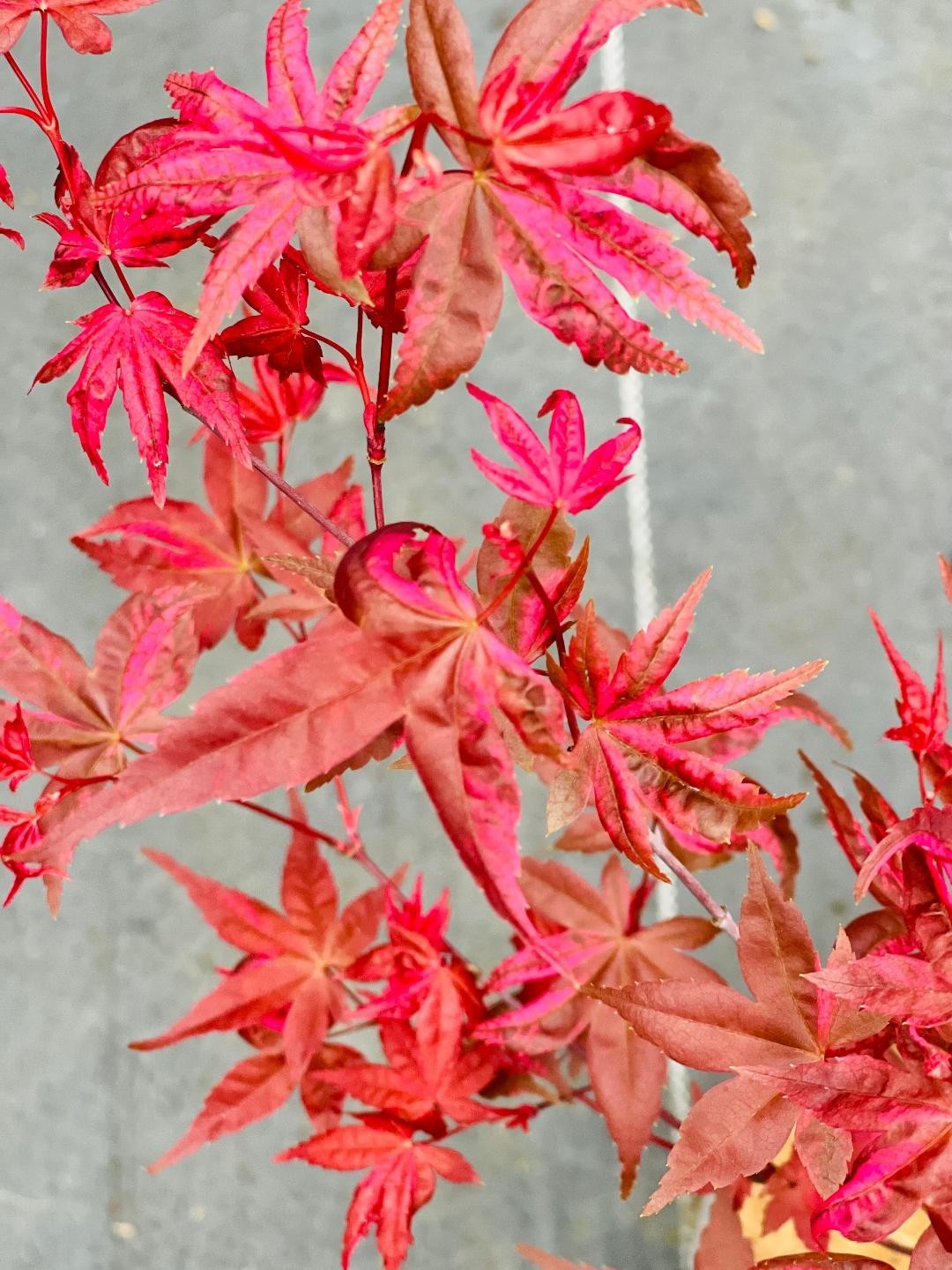 Acer palmatum ‘Noel’ (Noel Japanese Maple) Rare!