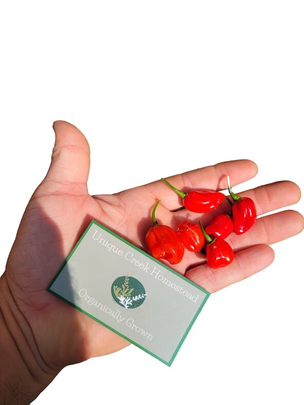 Habanero Red Dwarf Super Hot Pepper Seeds Organically Grown Unique Creek