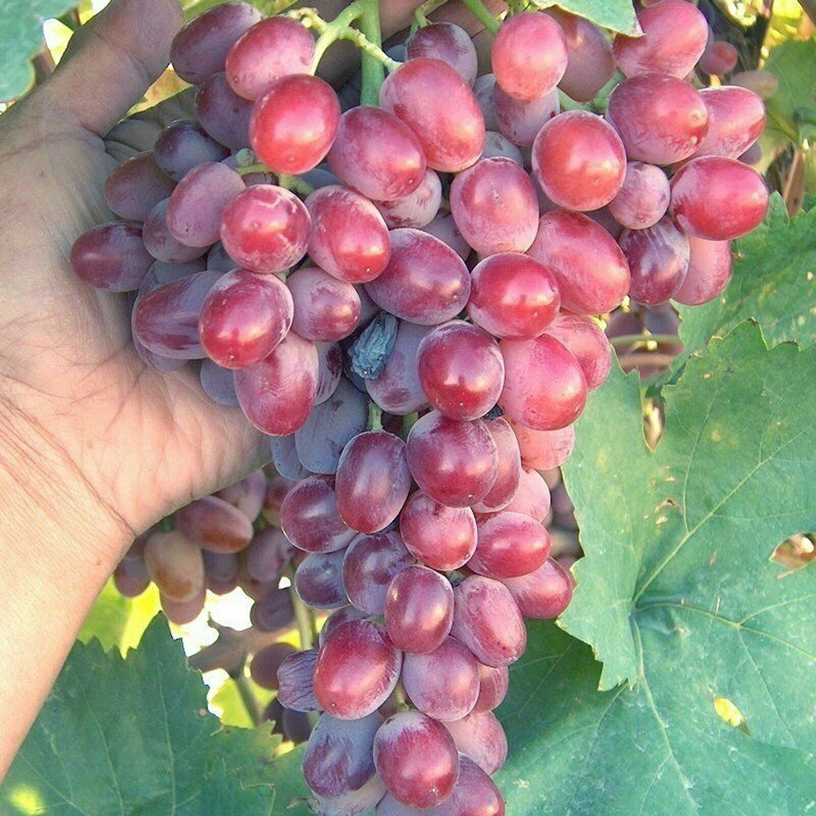 T310A (1) Crimson Vine In Pot Plant Large Oval Red Seedless Table Grape Raisin