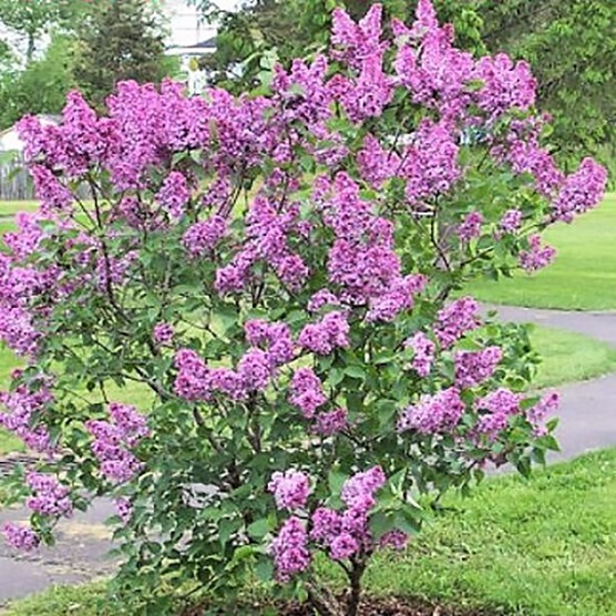 French Lilac, Syringa vulgaris, Shrub Seeds
