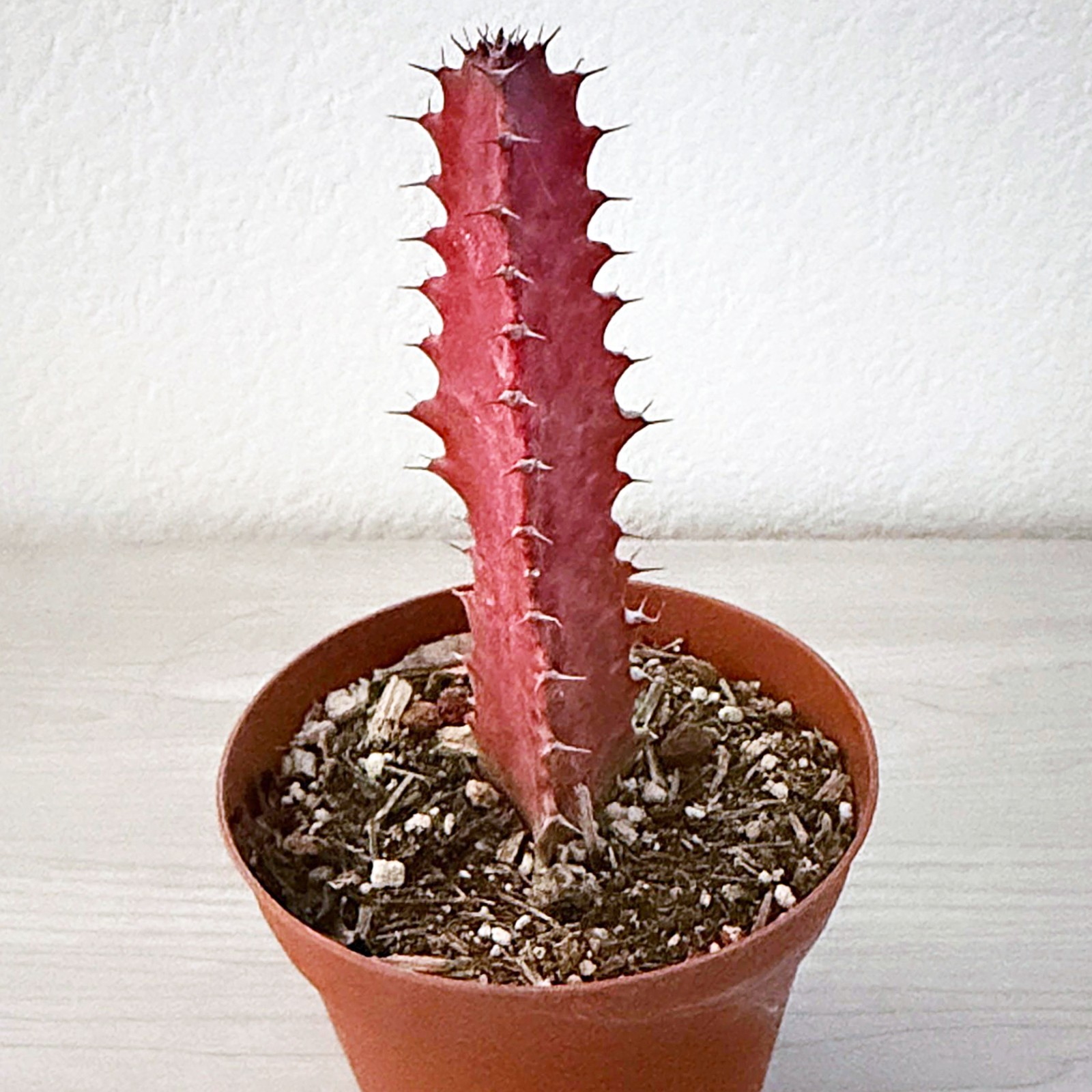 Succulent – Euphorbia Trigona Rubra : Red African Milk Tree – Plant In 4″ Pot