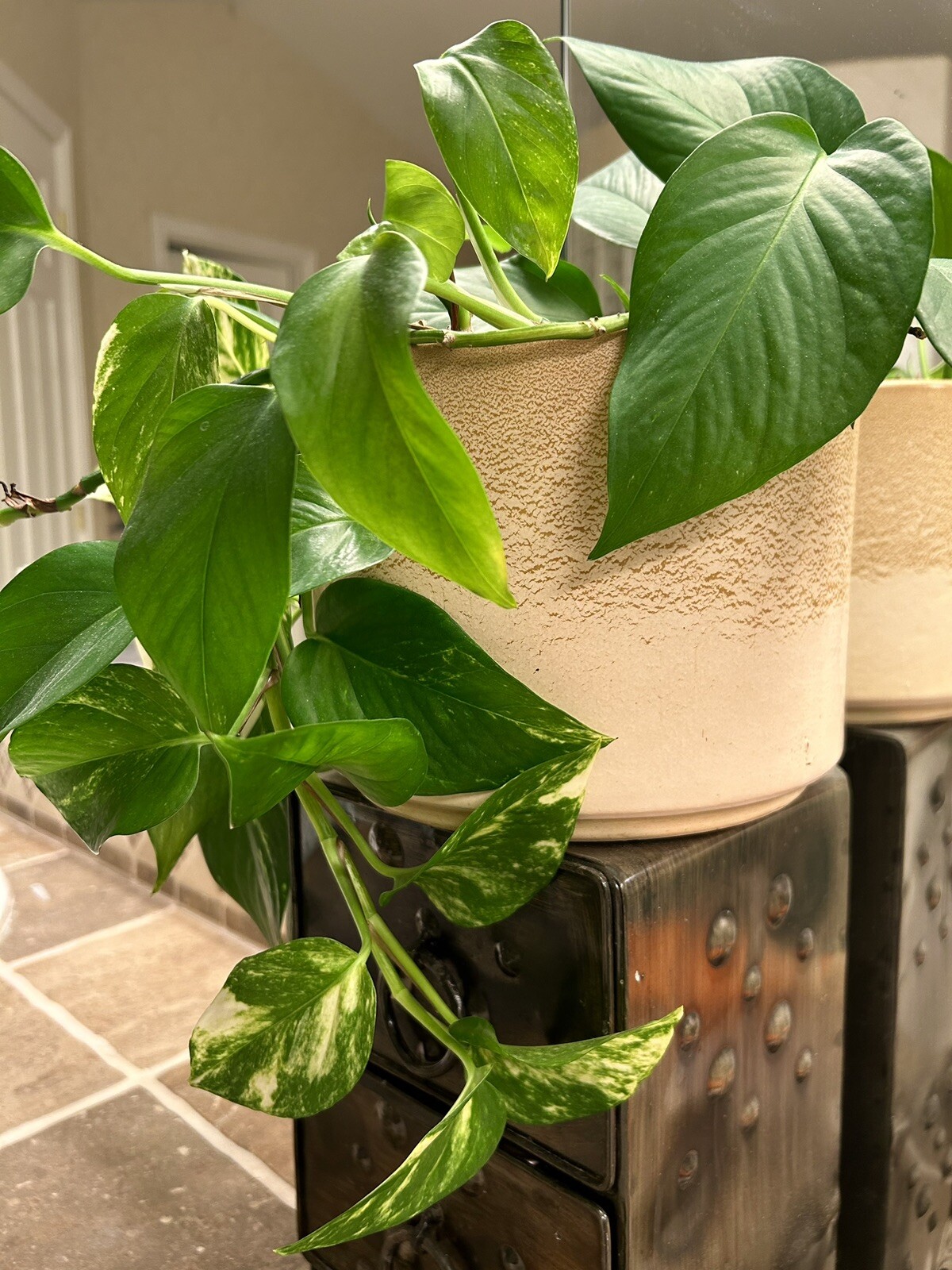 Golden Pothos, Epipremnum Aureum, House Plant – 5 Bare Roots Cuttings 4-6 inches