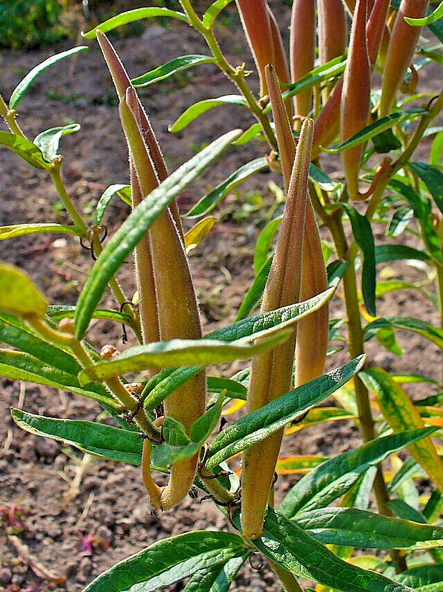 MILKWEED 100 SEEDS, ASCLEPIAS TUBEROSA, ORANGE BUTTERFLY WEED, grown in the USA