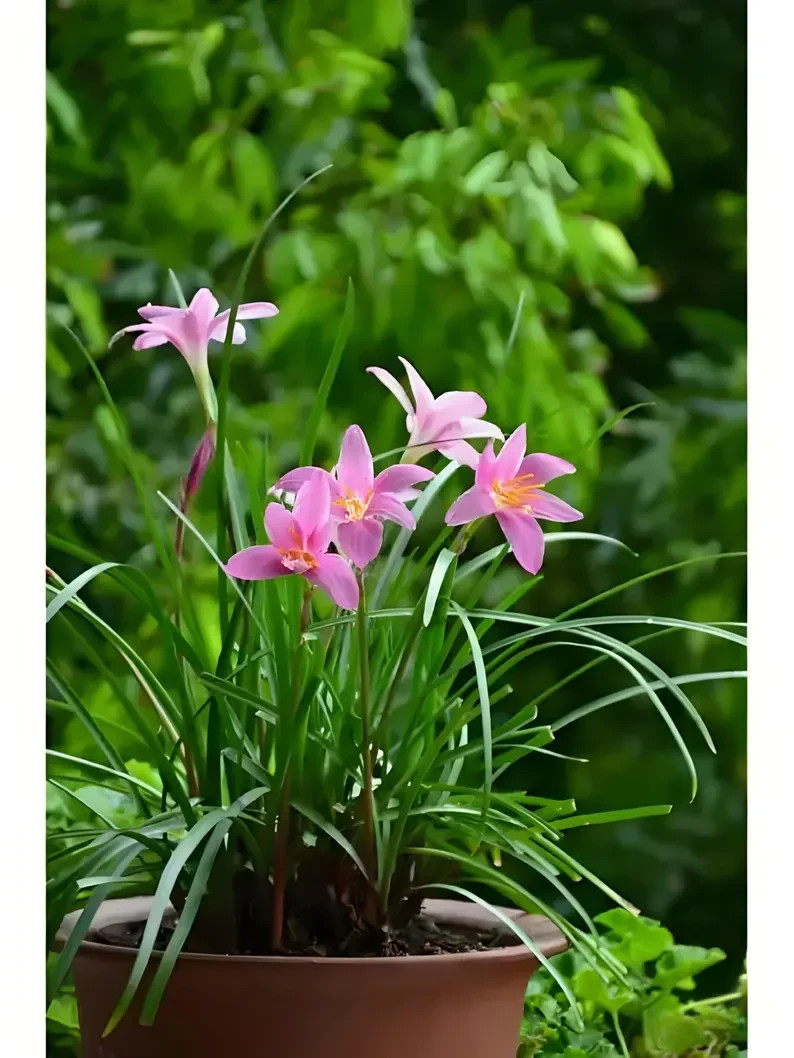 6 Pink Zephyr Lily, Fairy Lily, and Rain Lily, Zephyranthes – 6 Bulbs