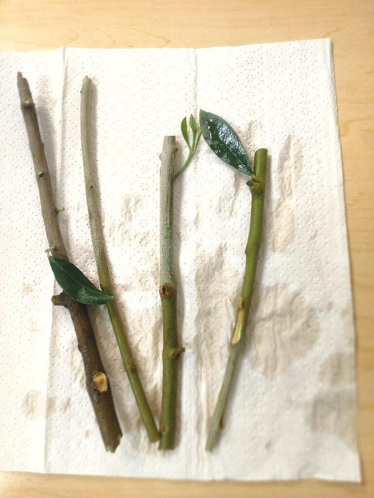 Live Organic Olives Tree cuttings unrooted from our CALIF. FARM, Olive Tree Cut