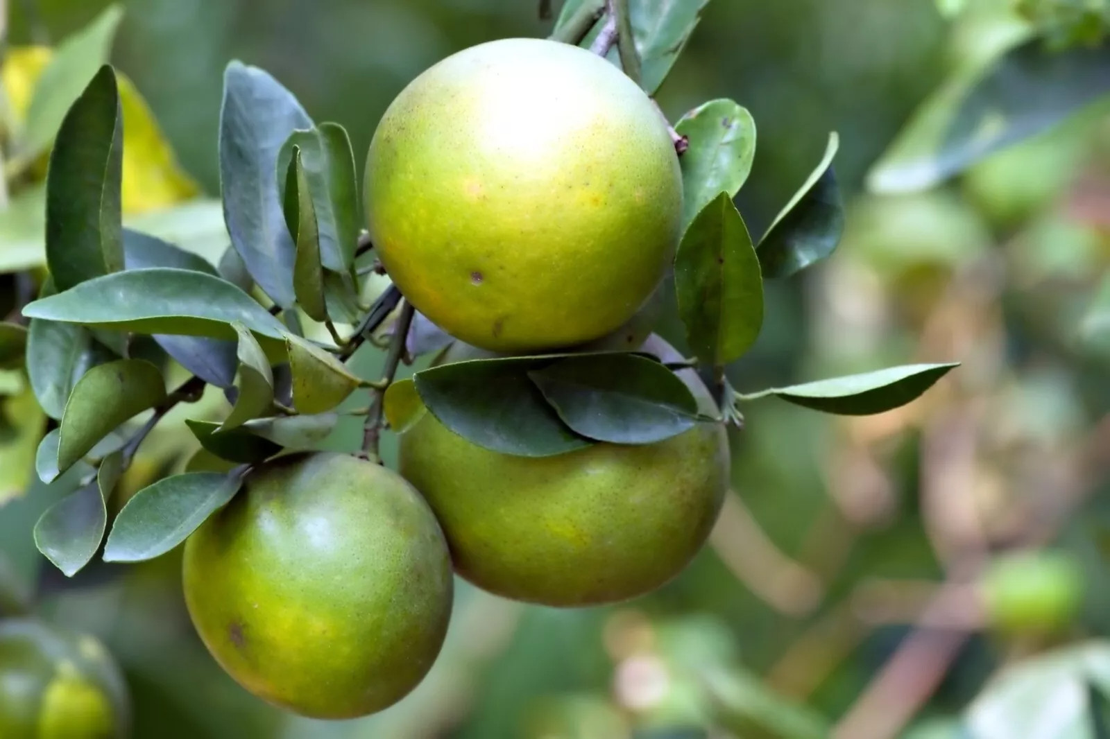 Dwarf Organic Pomelo Citrus {Citrus Maxima} 5 SEEDS USA POST