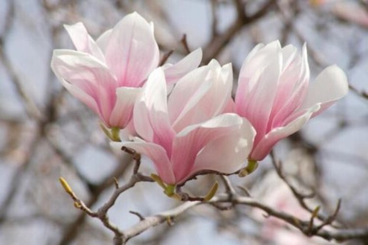 Soulangeanas Magnolias A Landscapes Show Stoppers Silvery Gray Bark 1 Gallon Pot