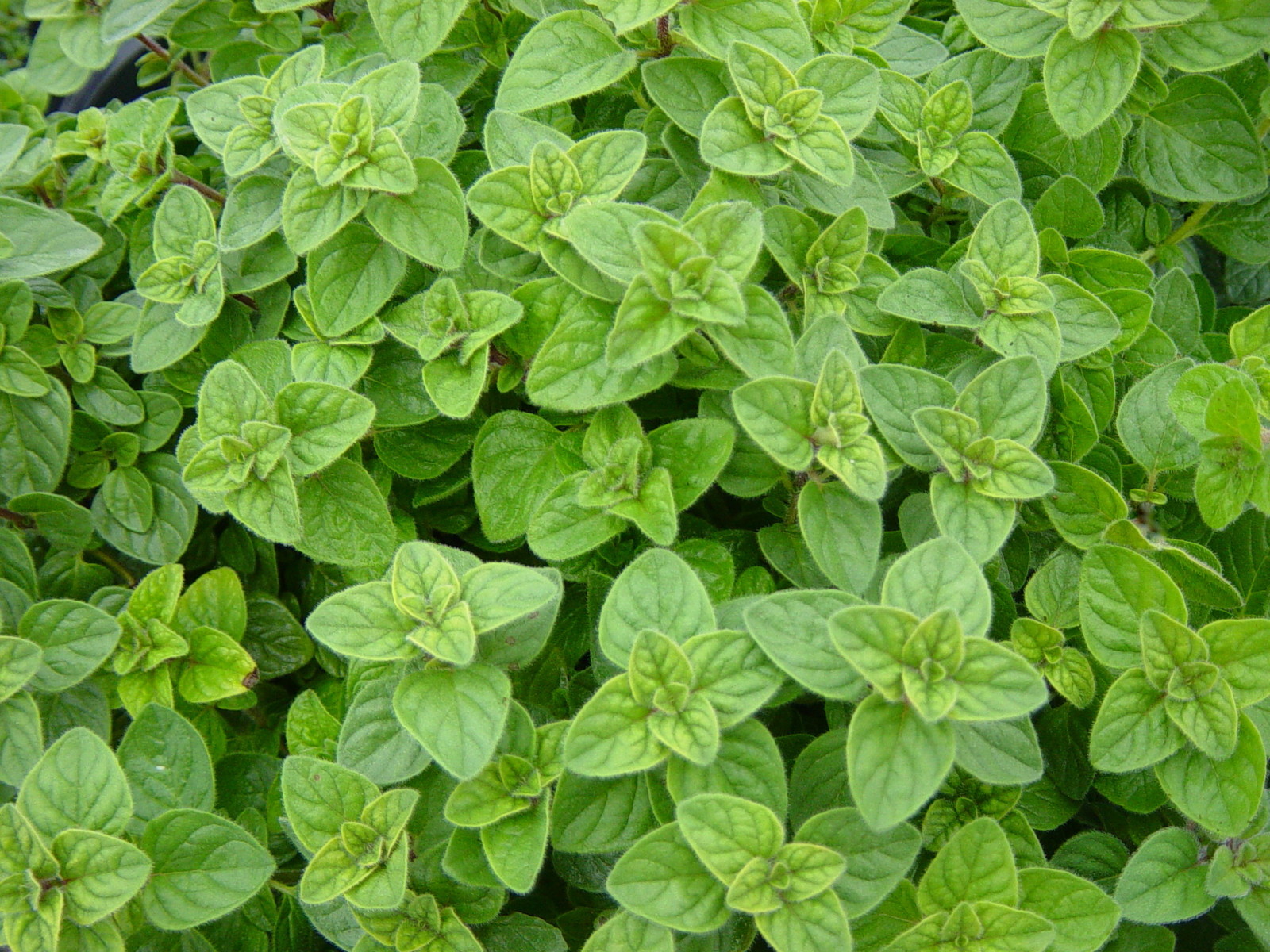 Oregano Seeds, Greek, Heirloom Herb, Non-Gmo, Most Flavorful & Aromatic, 100ct