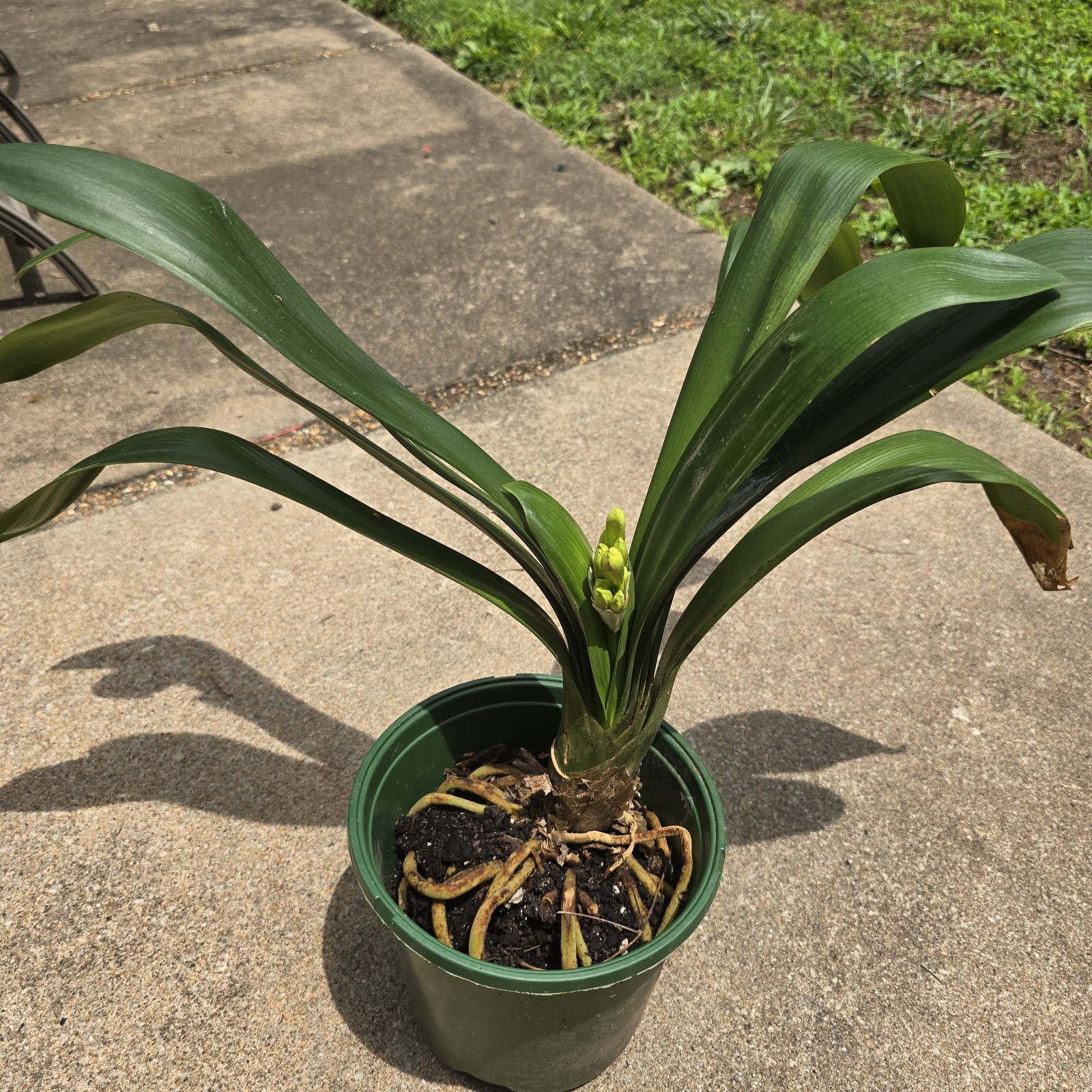 CLIVIA Miniata Orange Ready To Bloom NOW Mature Live Plant Shipped Bare Root