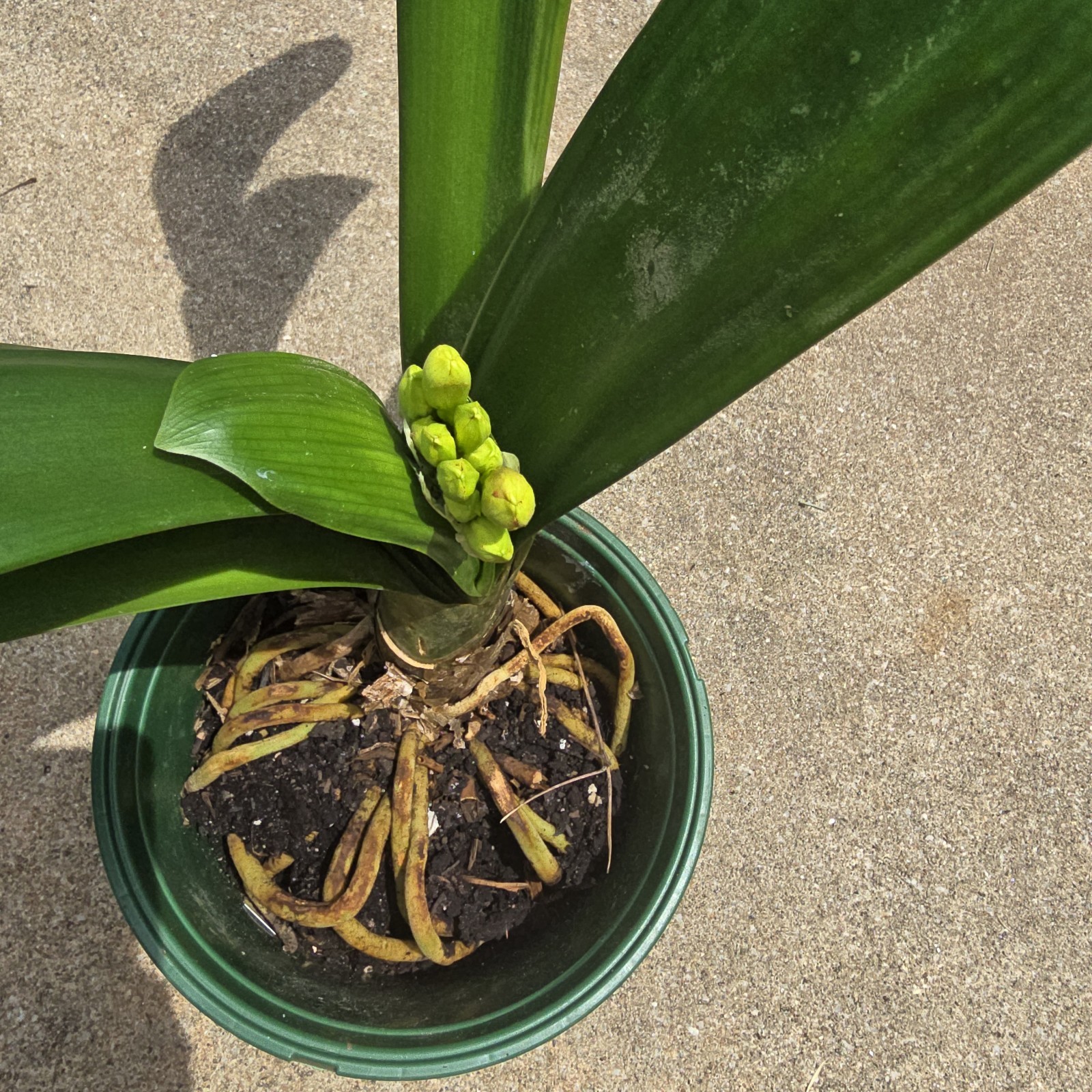 CLIVIA Miniata Orange Ready To Bloom NOW Mature Live Plant Shipped Bare Root