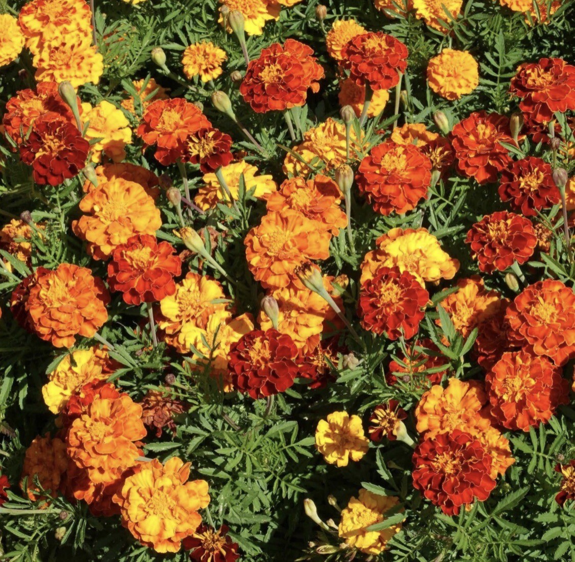 Tagetes Patula French Marigold Garden Flower Seed Mix – 25 Seeds