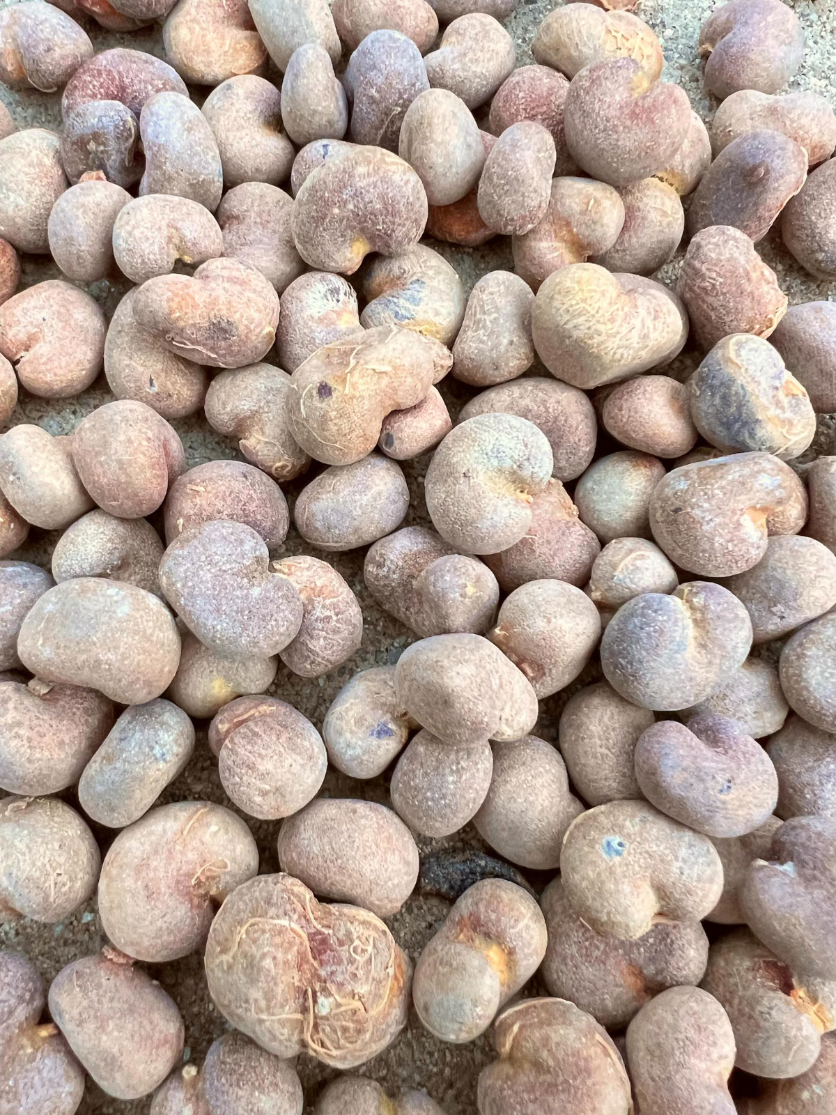Malagasy Baobab Seeds (Adansonia Madagascariensis)