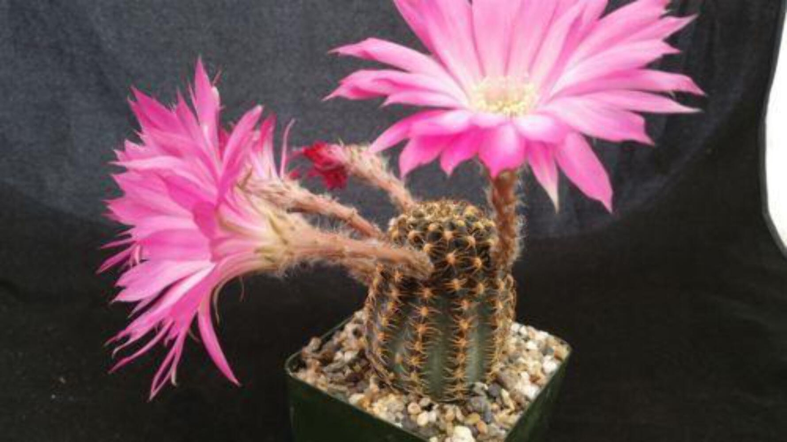 Lobivia winteriana cactus Cacti Succulent real live plant