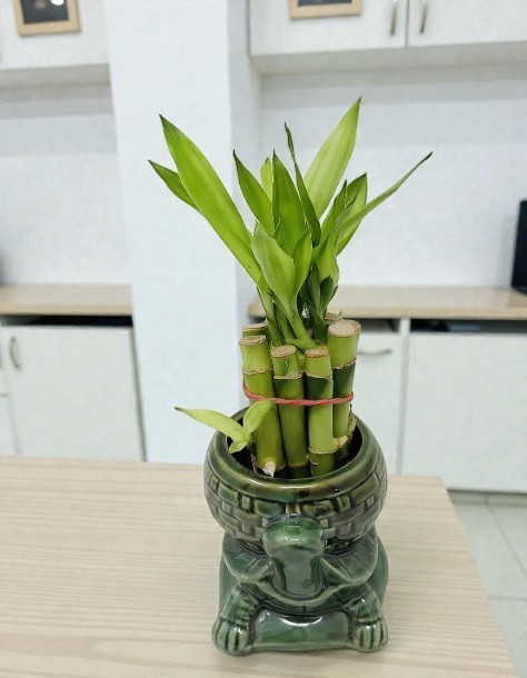 Lucky Bamboo Plant Live With Vase Ceramic Turtle 10 Stalks Straight Indoor 4 In