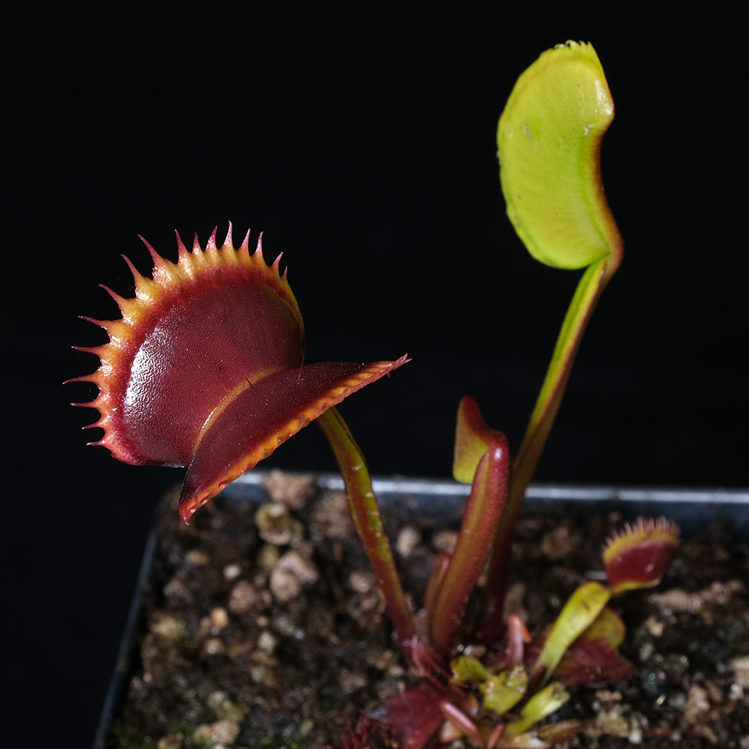 D. muscipula ‘Wine Mouth’ – 2.5″ tall pot – Carnivorous plant – VFT