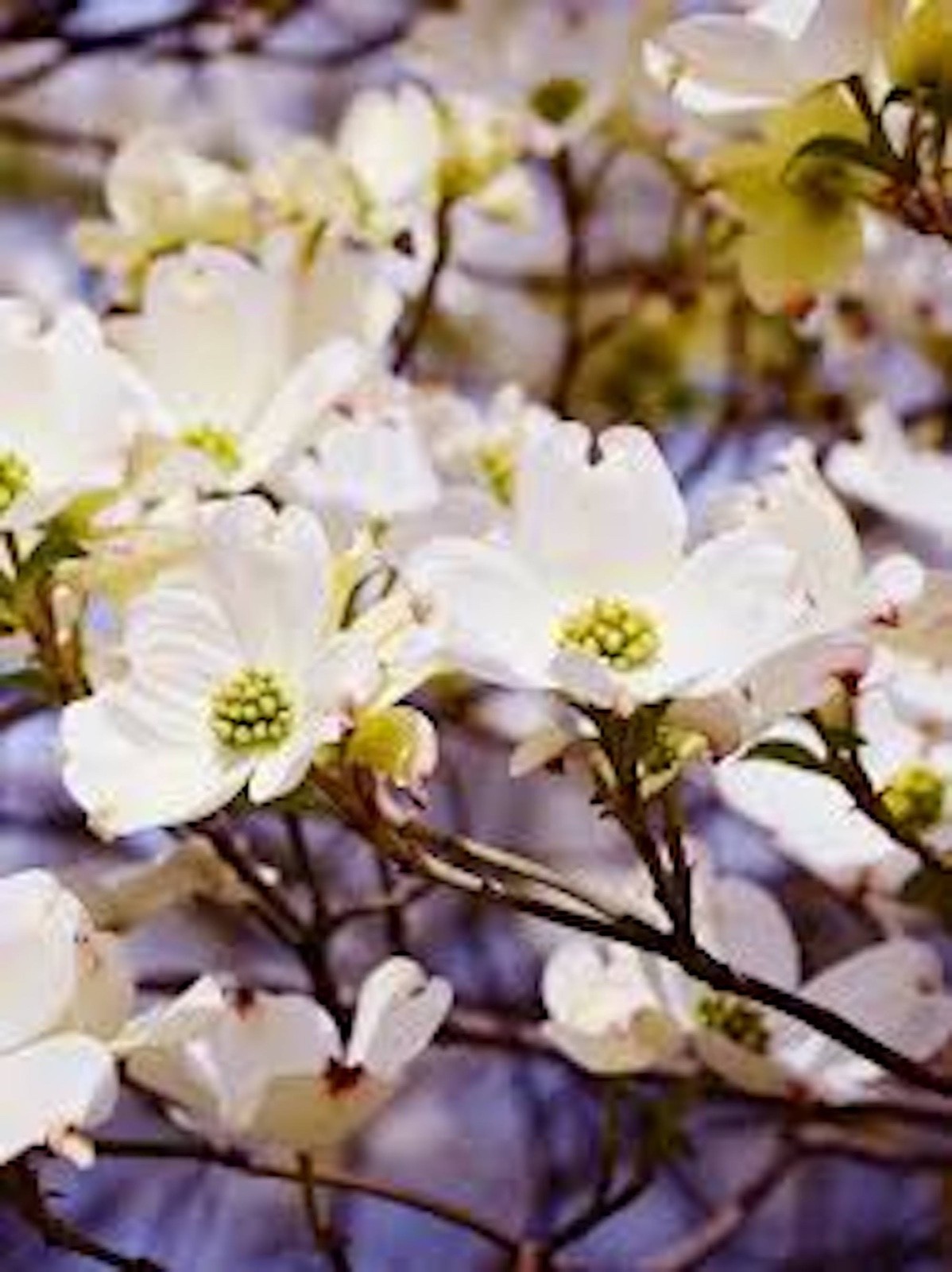 5 White Dogwood Tree 12-24″ Tall Cornus florida Bare Root