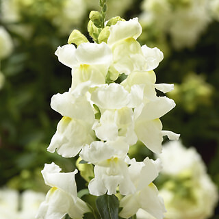 Snapdragon Snaptini White 1,000 seeds