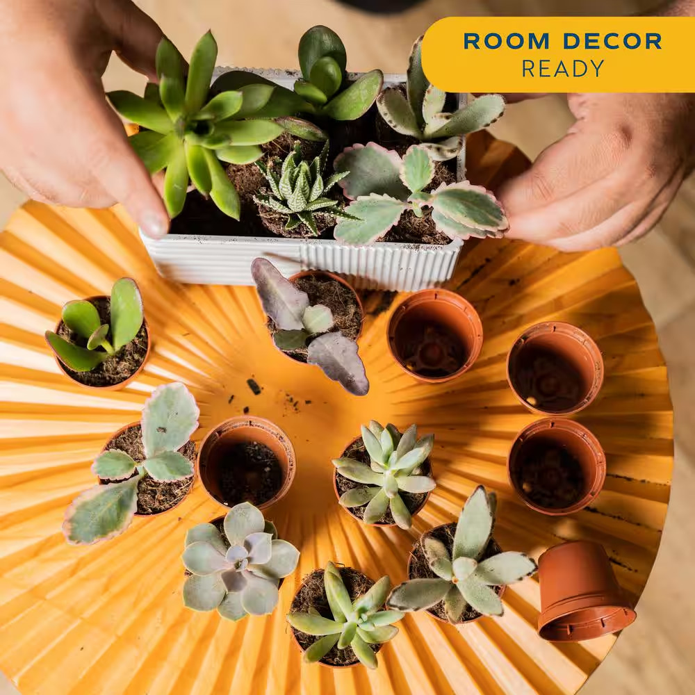 Mini Unique Indoor Succulent Plants in 2 In. round Grower Pot, Avg. Shipping Hei