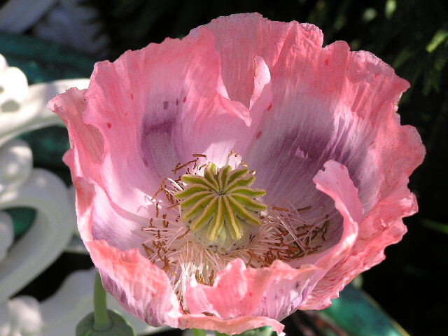 Shades of Pink “The Giant” Humongous Poppy Seeds 5000+ *PoppyQueen👑