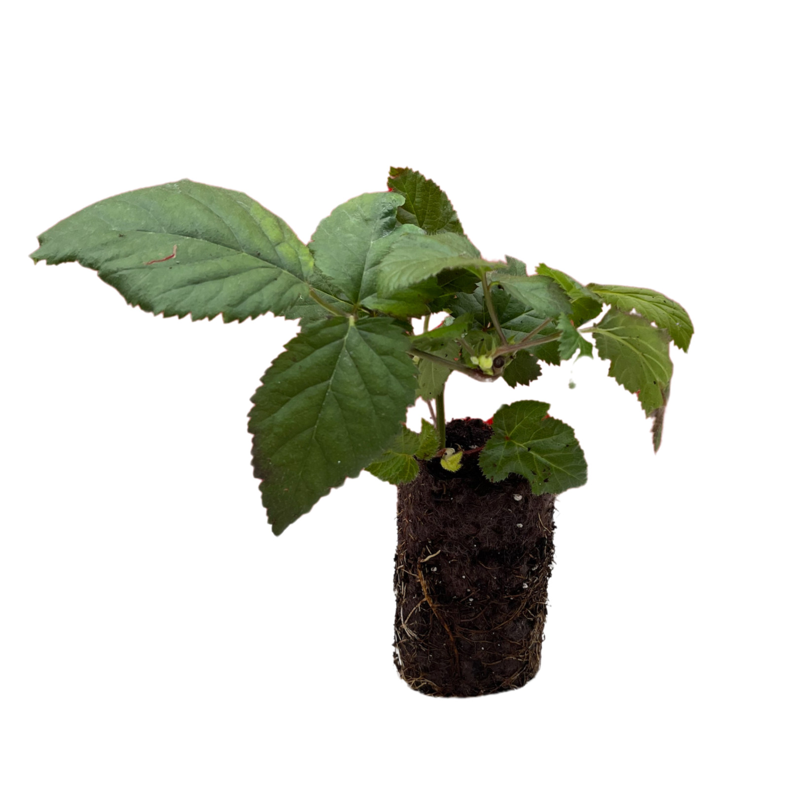 Hand Picked Nursery Ponca Blackberry Plug – Bare Root Plug, 1-Year-Old
