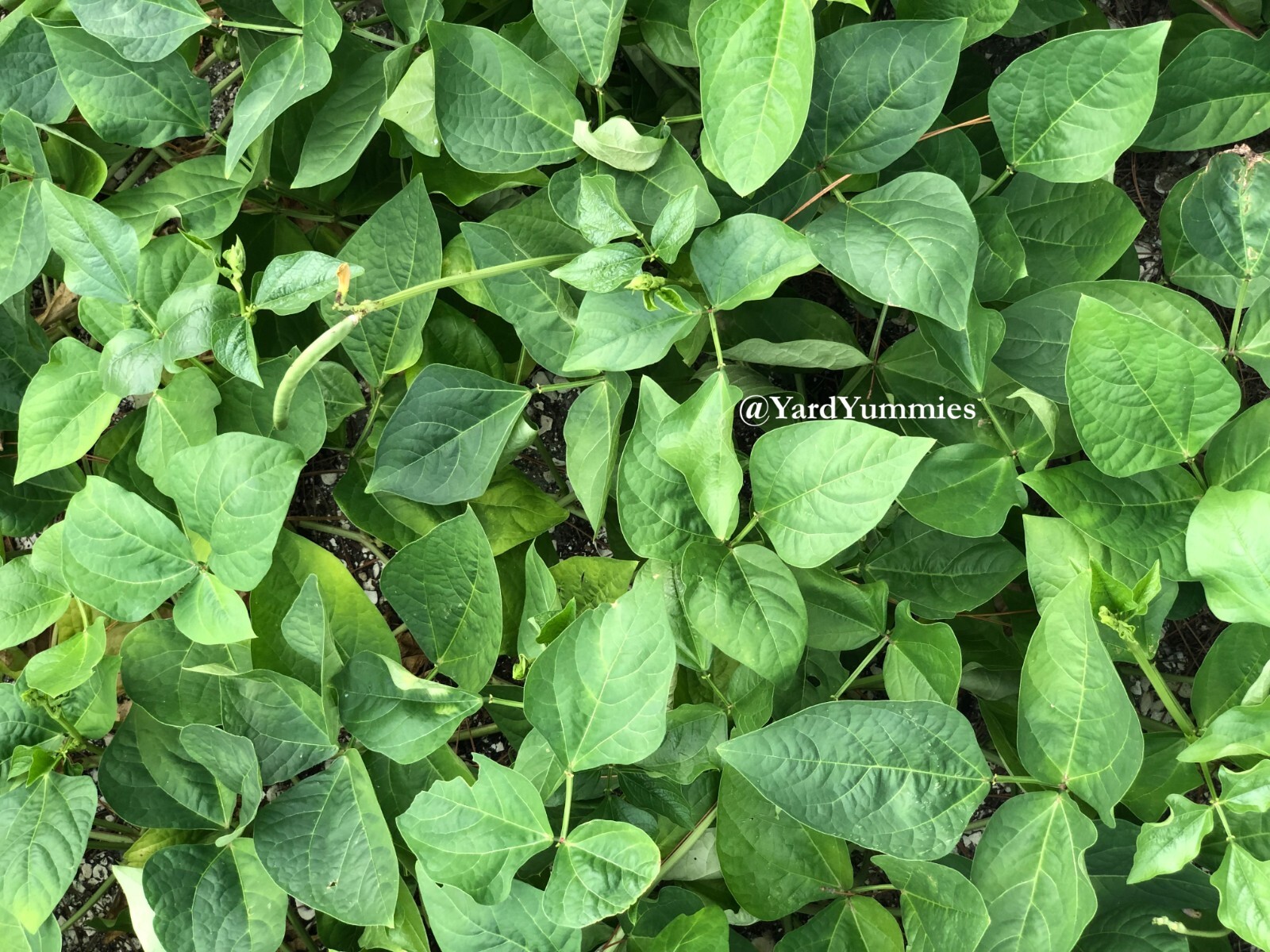 25 Mavuno Cowpea SEEDS Sprawling Cow pea Seeds Vigna unguiculata Cover Crop