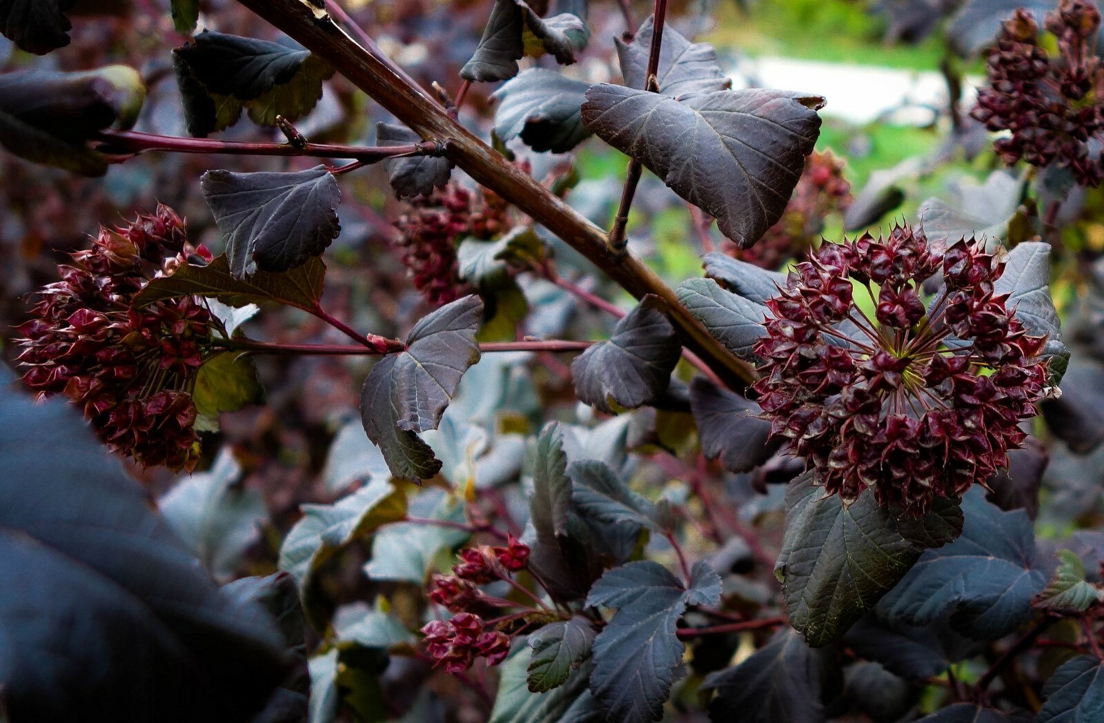 PURPLE LEAF NINEBARK PLANT CUTTINGS SET OF 10 UNROOTED