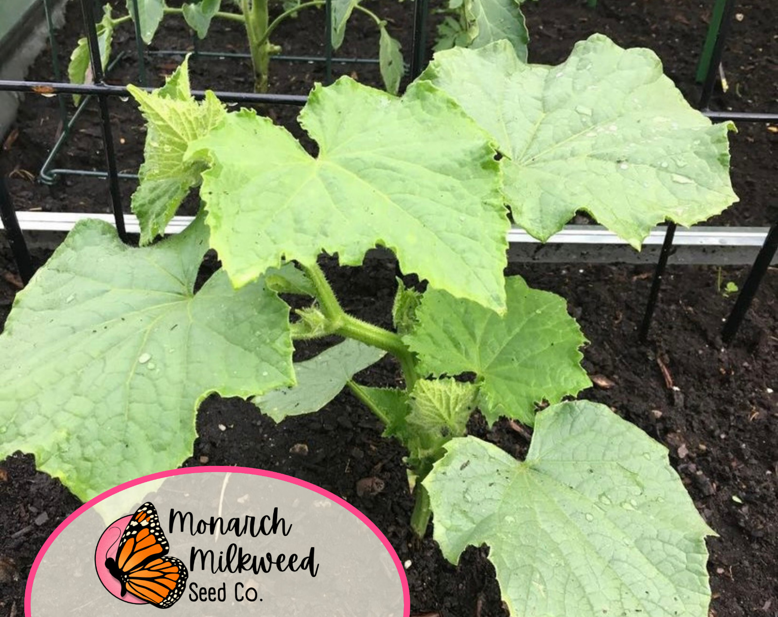 315+ Cucumber Seeds ‘Marketmore’ | Heirloom, Non-GMO, Vegetable Gardening