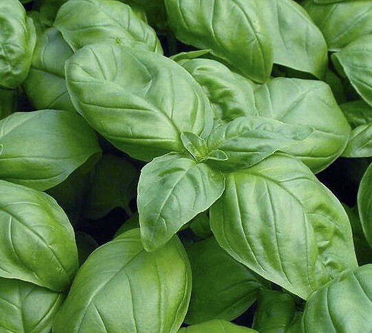 1000++ Genovese Basil Seeds | NON-GMO | Heirloom – USA FREE SHIPPING