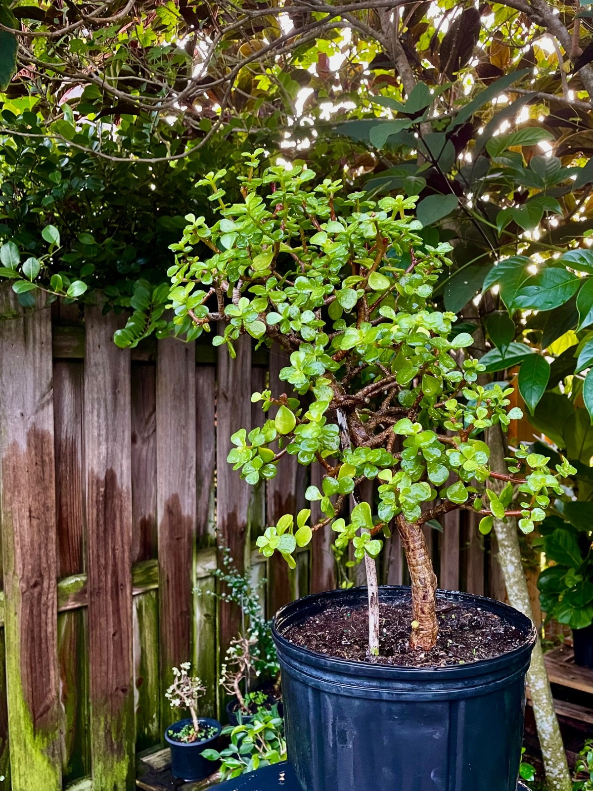Bonsai Jade Tree “1” Base Trunk 6 years Pre Bonsai In /Outdoor / Tropical