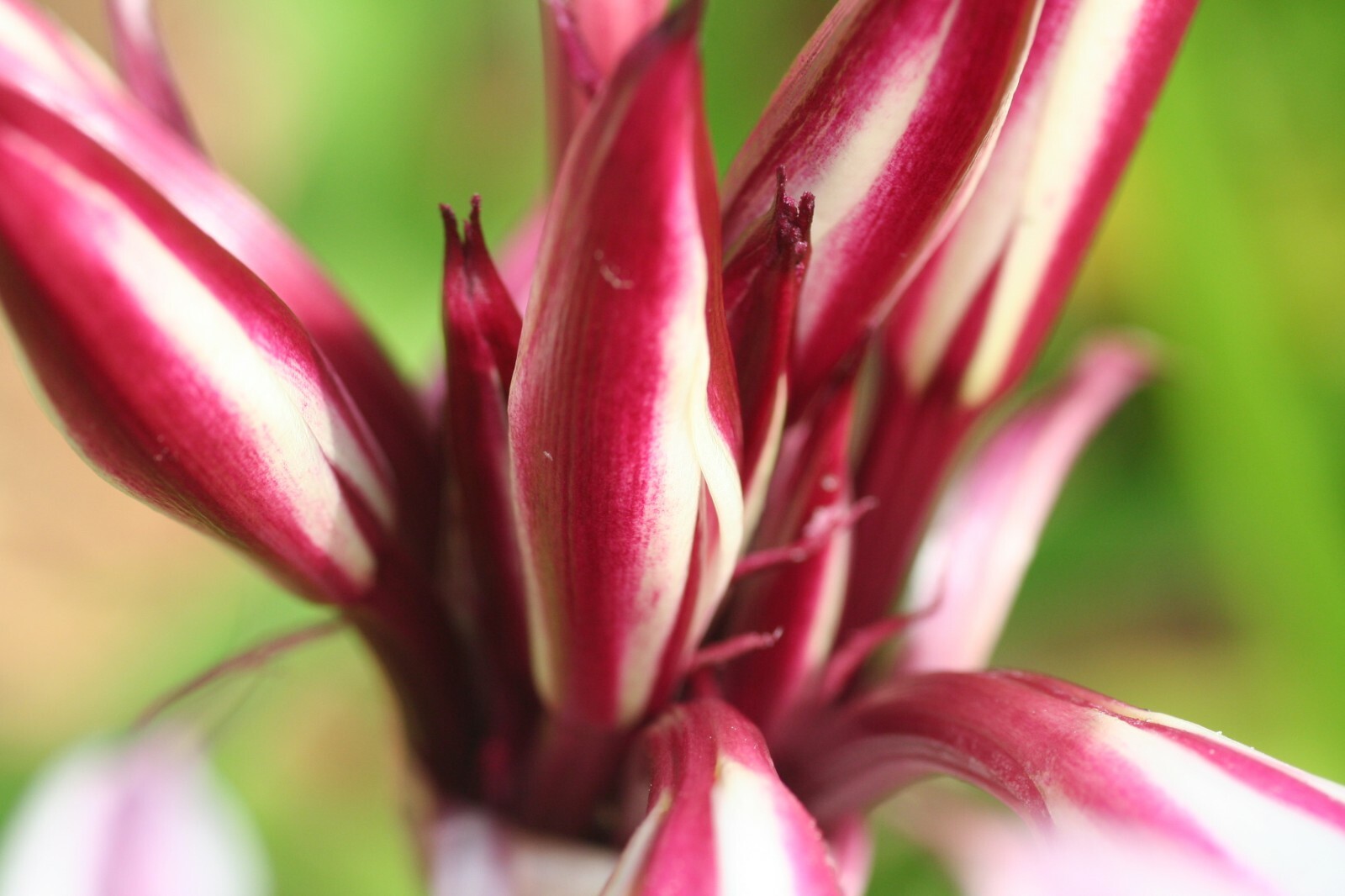 Crinum Lily, Zeylanicum, species, medium-size bulb, NEW