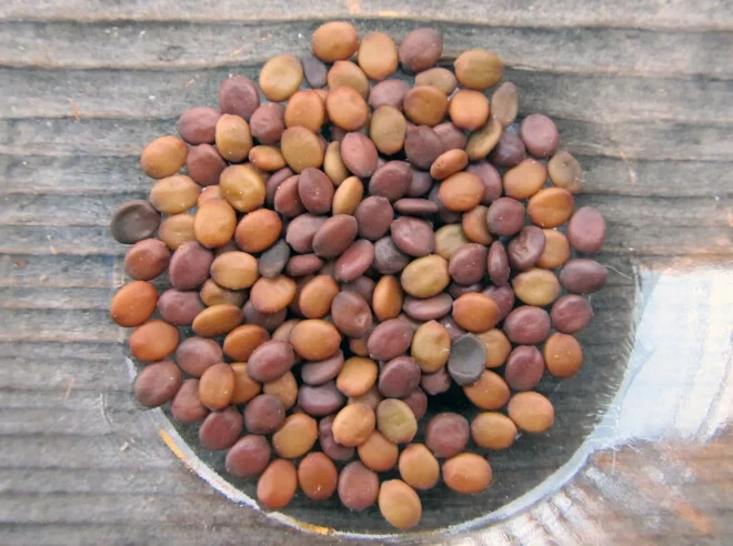 Eastern Redbud tree seeds Pink and White Selection Pre-Stratified Ready to Plant
