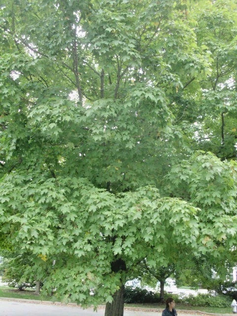 20 GREEN MOUNTAIN SUGAR MAPLE SEEEDS Acer saccharum ‘Green Mountain’