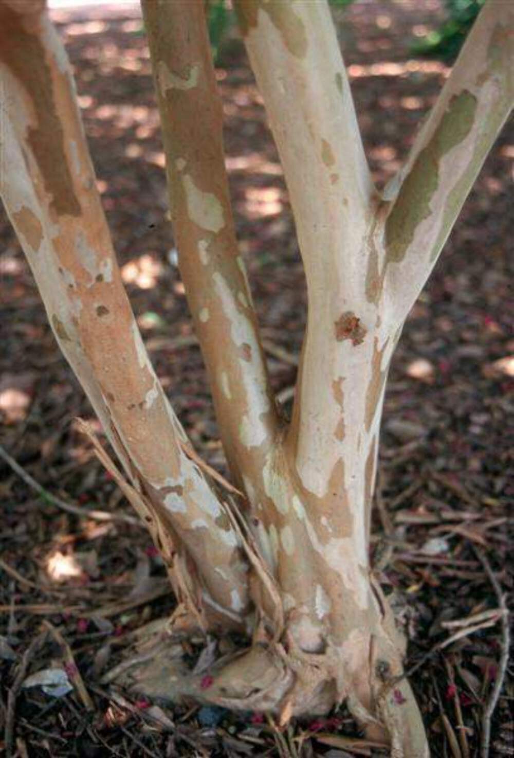 Tonto Crape Myrtle: Vibrant Beauty and Exceptional Hardiness for Your Landscape