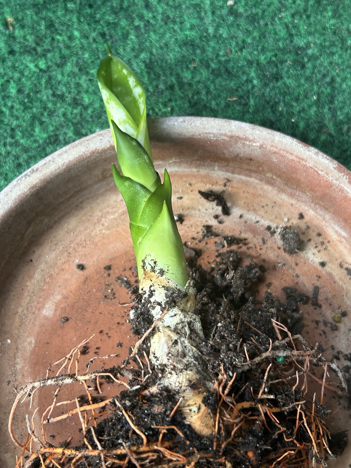 EXACT Sansevieria ‘Whitney’ Rhizome 6” healthy live snake plant