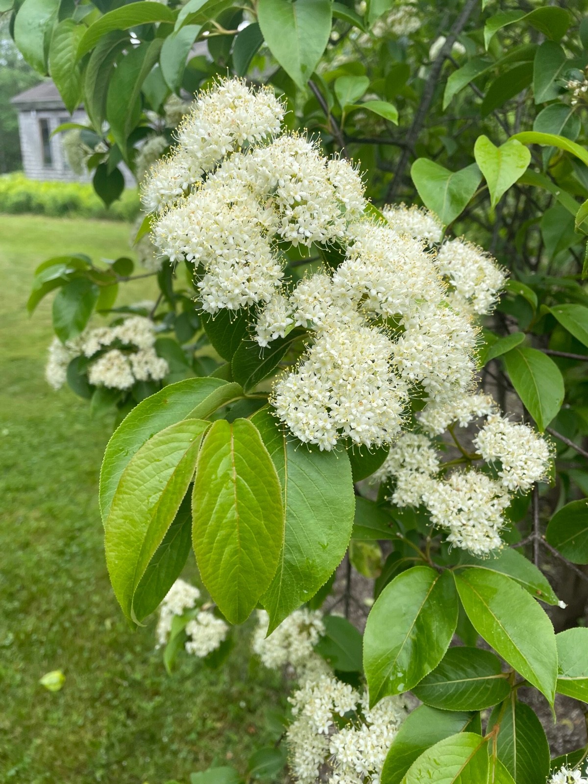 1 Gray Dogwood 12-24″ Cornus racemosa Bare Root