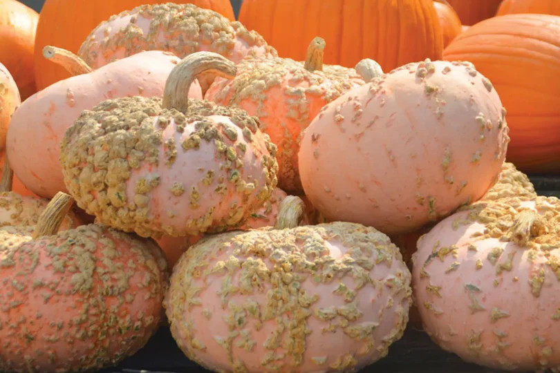 Peanut Pumpkin Seeds (Galeux D’ Eysines) | Warty Pink Pumpkins Squash Seed 2023
