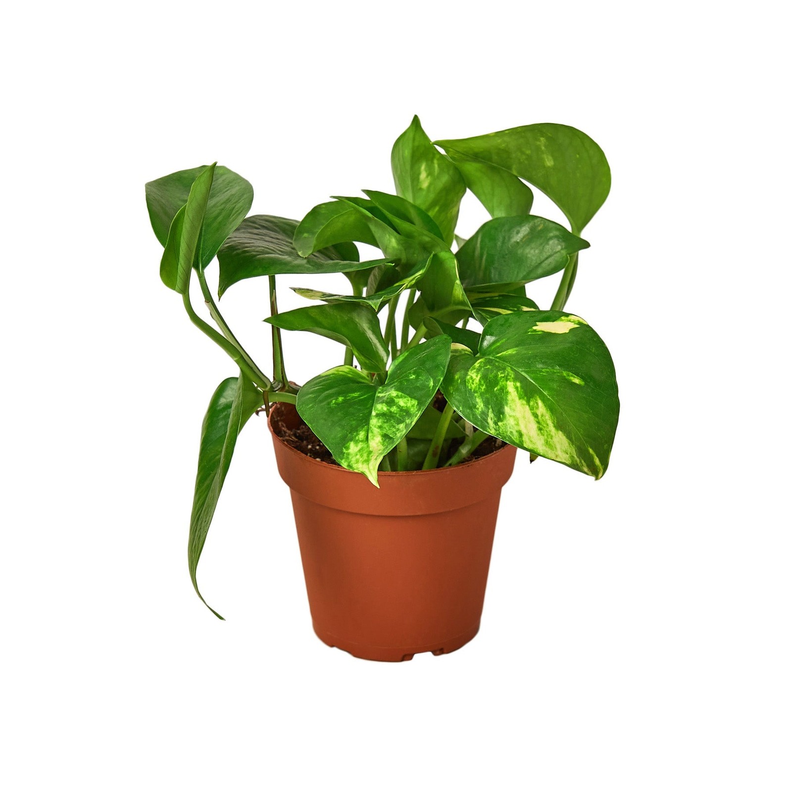 Pothos ‘Golden’ • Epipremnum aureum • Classic Gold & Green Vine • 6″