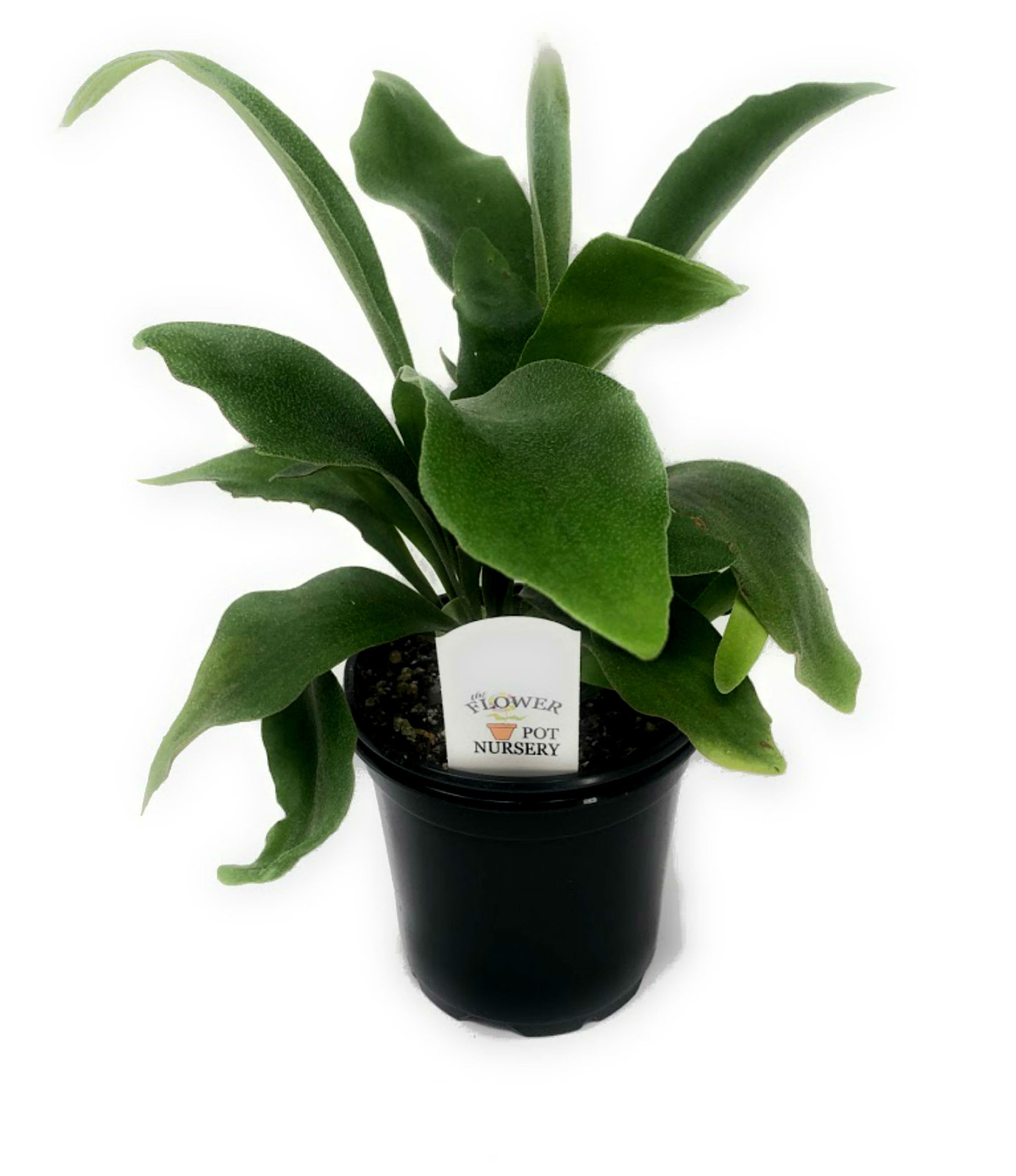 FlowerPotNursery Staghorn Fern Platycerium bifurcatum 4″ Pot