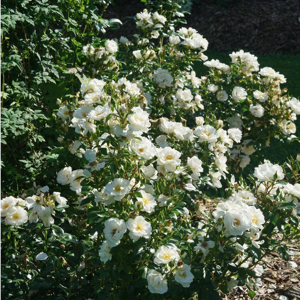 1 Gal. Oso Easy Ice Bay Rose (Rosa) with White Flowers