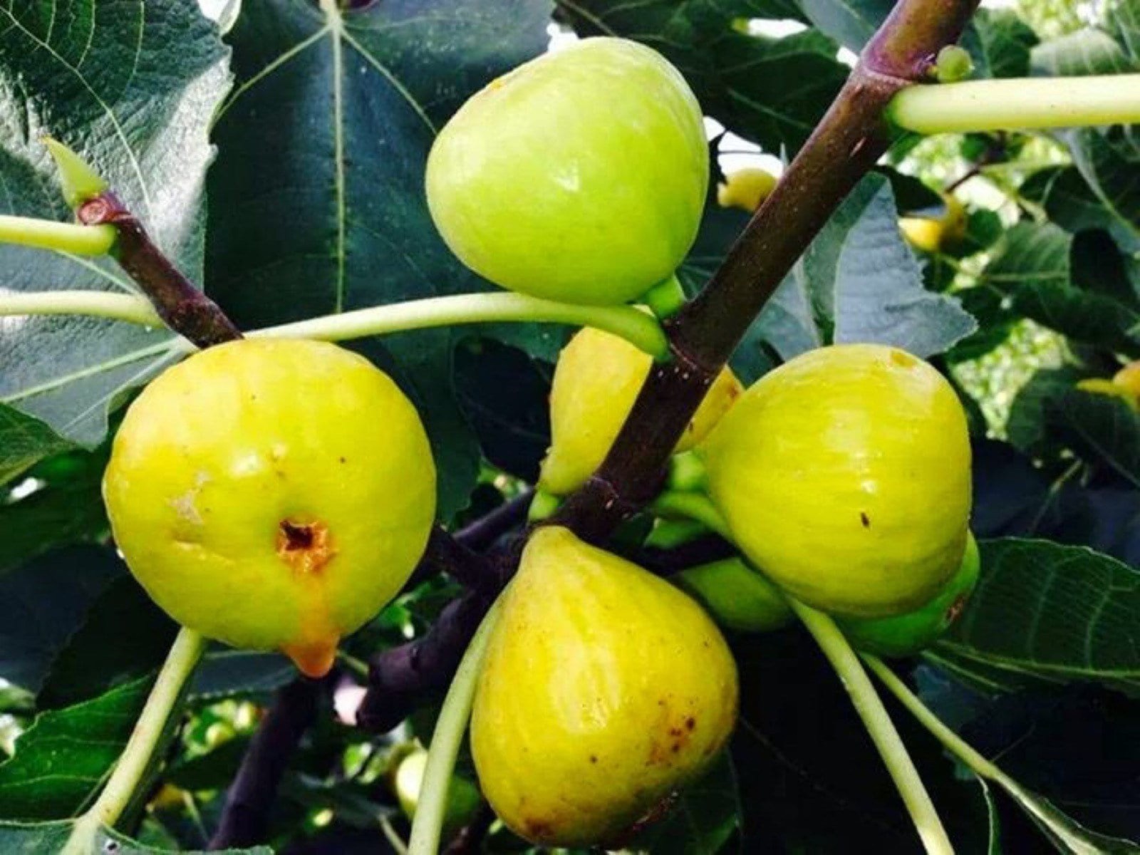Fig Tree White Marseilles Plant well rooted starter plant 3-5 inches tall
