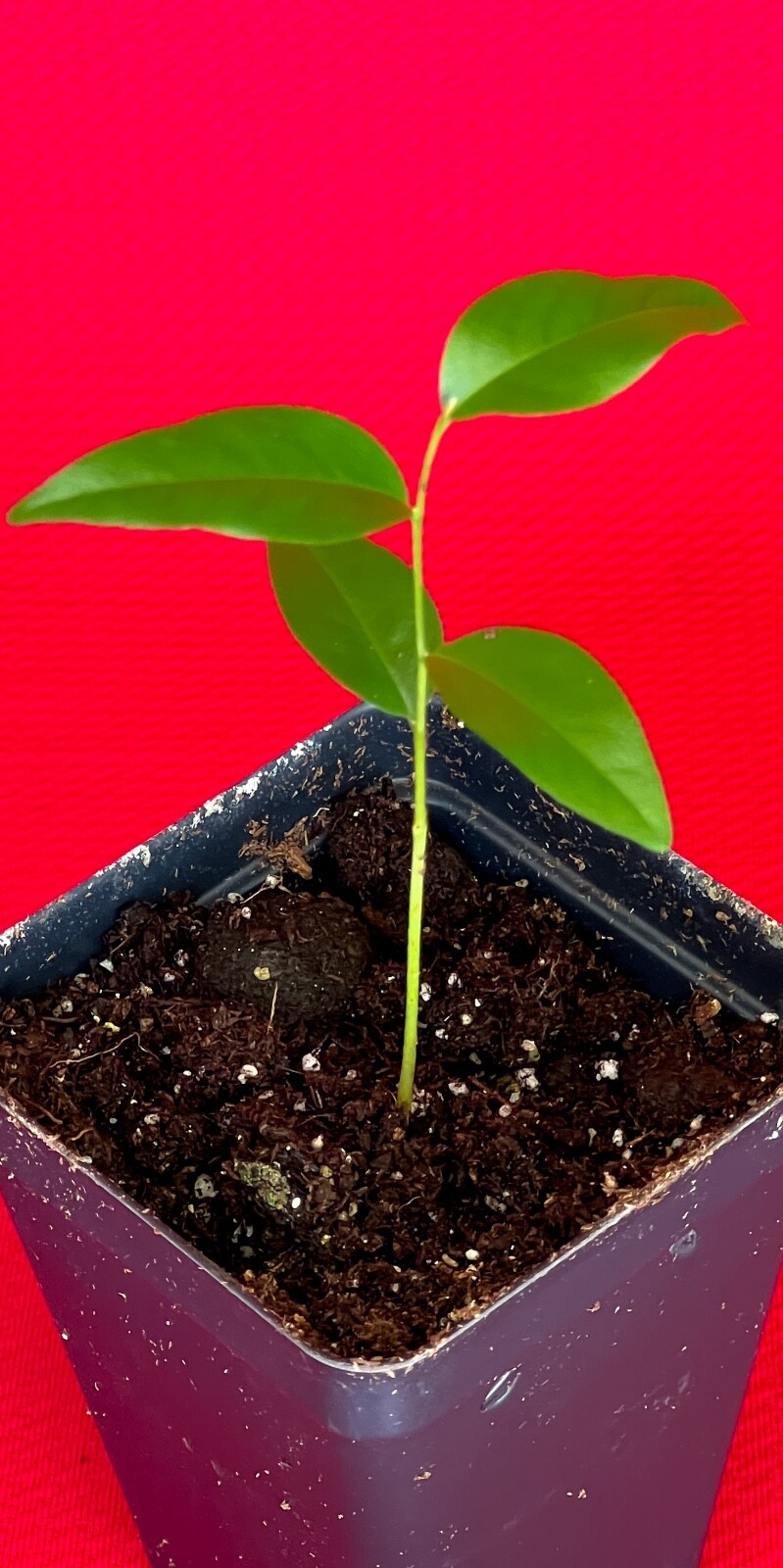 Fingersop Meiogyne cylindrocarpa Red Paipai Fruit Tropical Tree Plant RARE